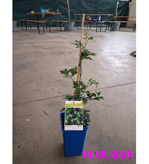 Rubus frut. 'Thornless Evergreen' RP 1,6 L